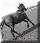 Copy of DSC_0081sm copy.jpg (72155 bytes)