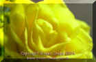 Yellow Rose.jpg (37768 bytes)