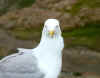 sea gull.jpg (24348 bytes)