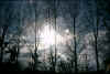 sun and treessm.jpg (174051 bytes)