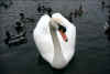 swansm.jpg (95709 bytes)